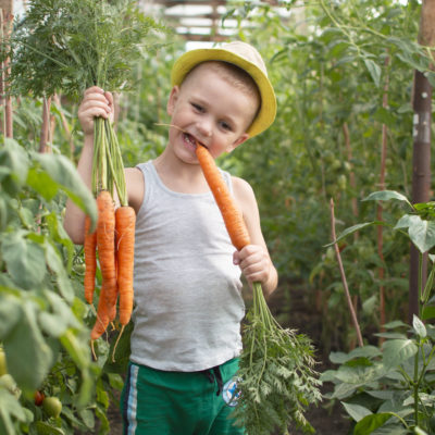 Funny Little Boy With Carrots In The Home Garden. The Kid Is Engaged In Gardening And Harvesting. Children's Vegetarianism. The Child Eats Fresh Carrots And Has Fun. Harvesting. Selective Focus.