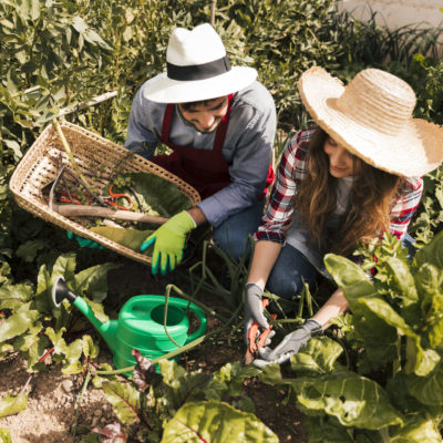 An Overhead View Of Male And Female Gardener Working In The Vegetable Garden