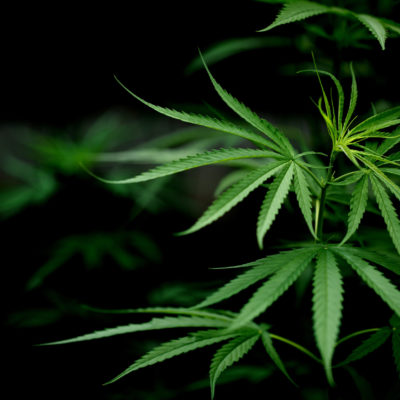 Cannabis Marijuana Leaf Closeup Dark Background.