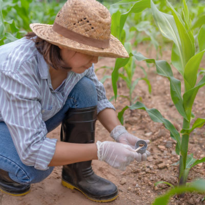 Female Farmer Working At Corn Farmsoil Samples Were Collected To Research For Various Minerals In The Soil